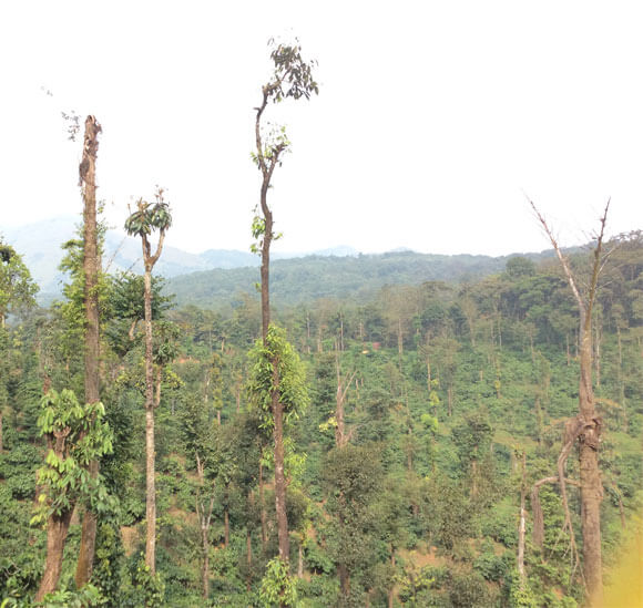 NatureTrek Homestay img3